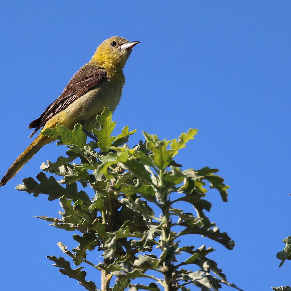 Hooded Oriole - ML478947241