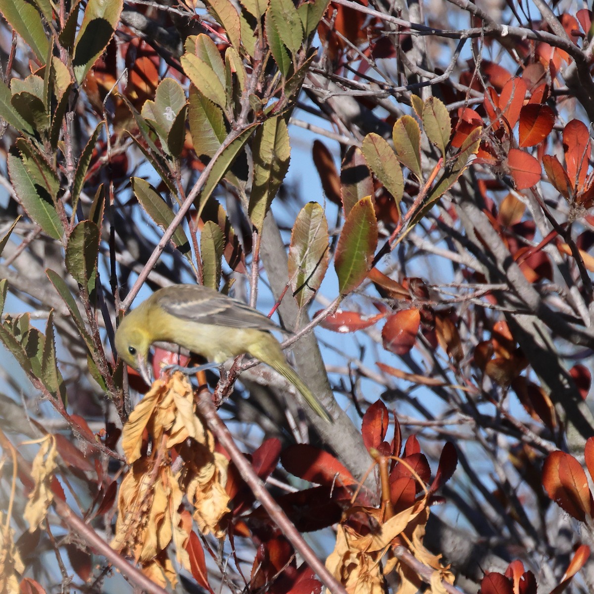 Hooded Oriole - ML478947261