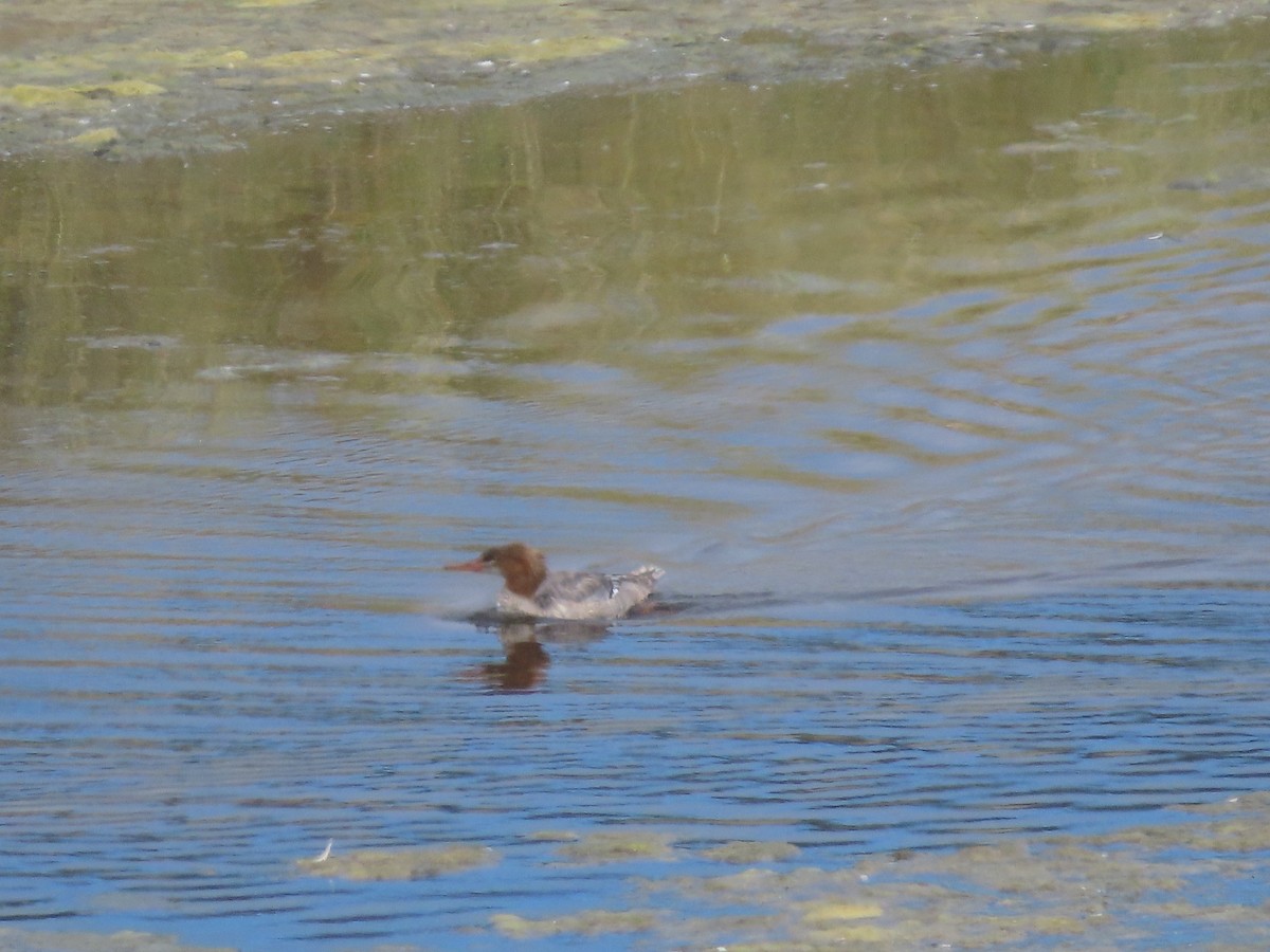 Common Merganser - ML478947301