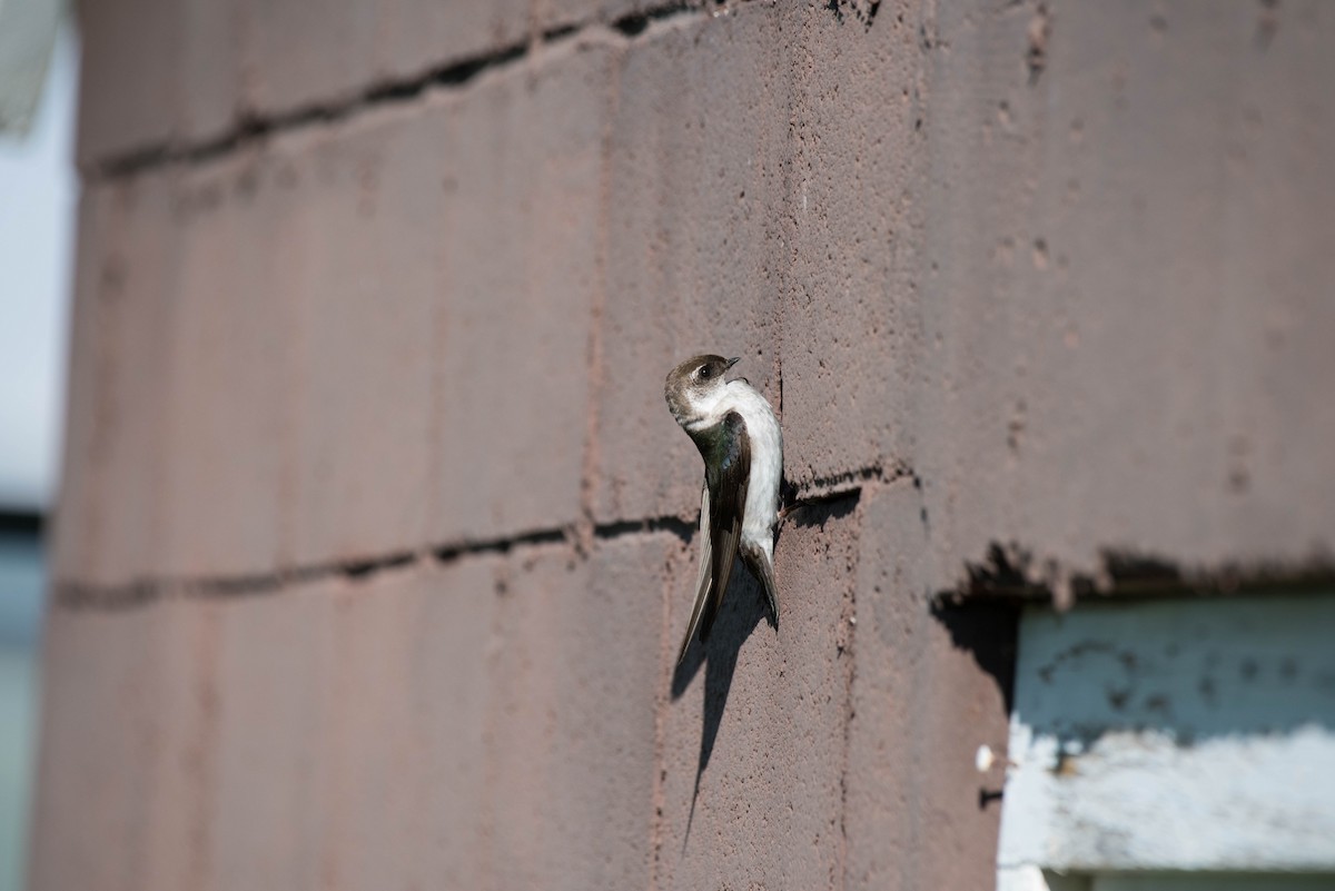 vlaštovka zelená - ML47894741