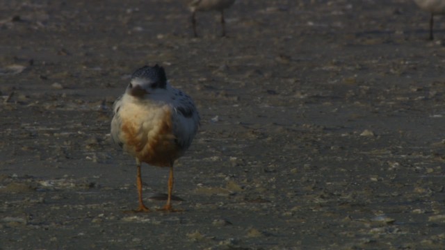 Royal Tern - ML478948