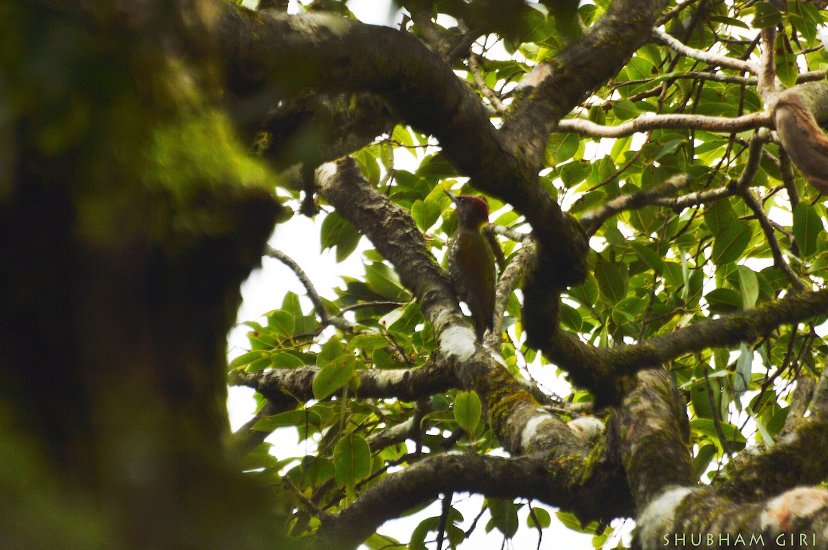 Lesser Yellownape - Shubham Giri