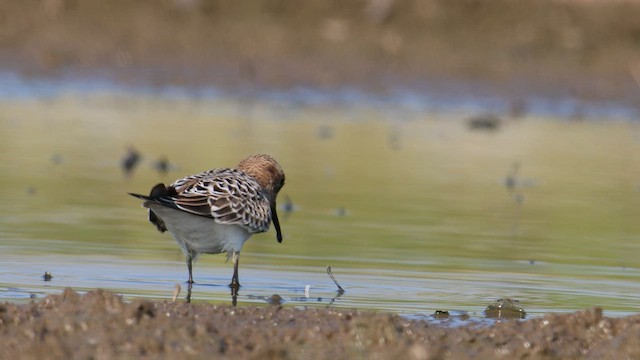 Baird's Sandpiper - ML478948301