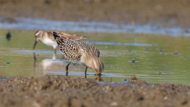 Baird's Sandpiper - ML478949031