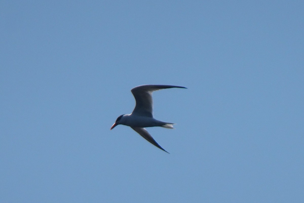 Caspian Tern - ML478950811