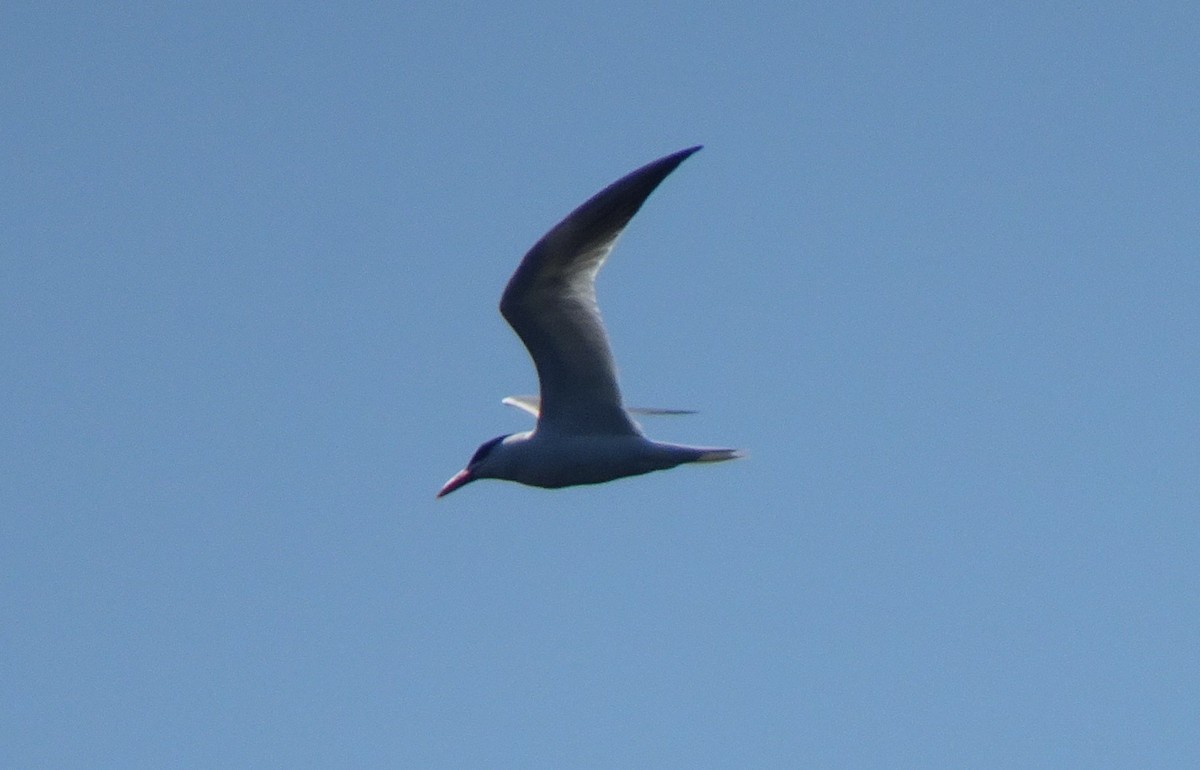 Caspian Tern - Paolo Matteucci