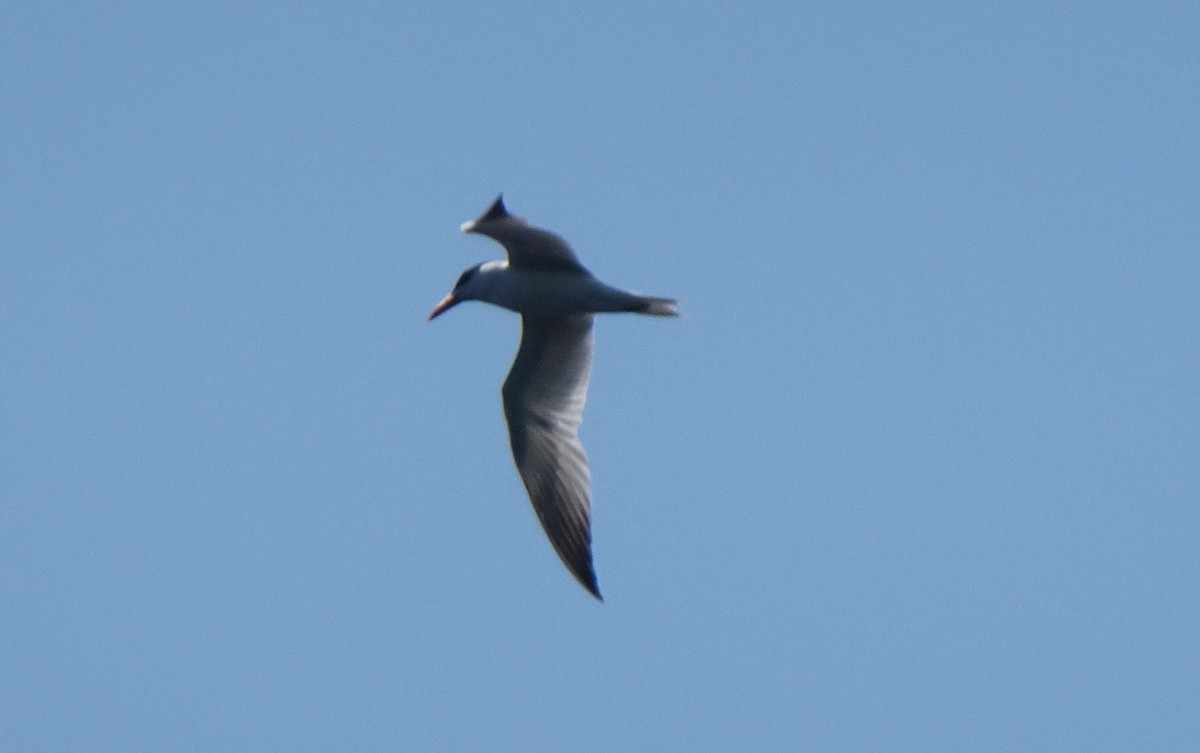 Caspian Tern - Paolo Matteucci