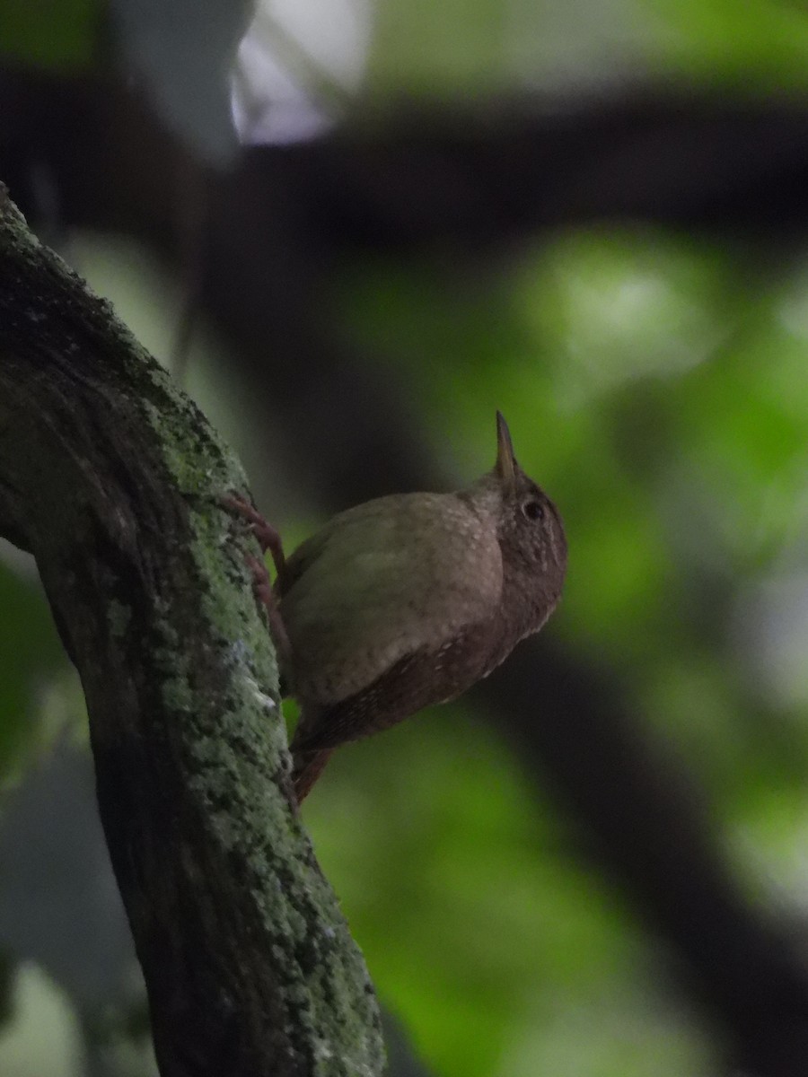 Winter Wren - Denis Provencher COHL