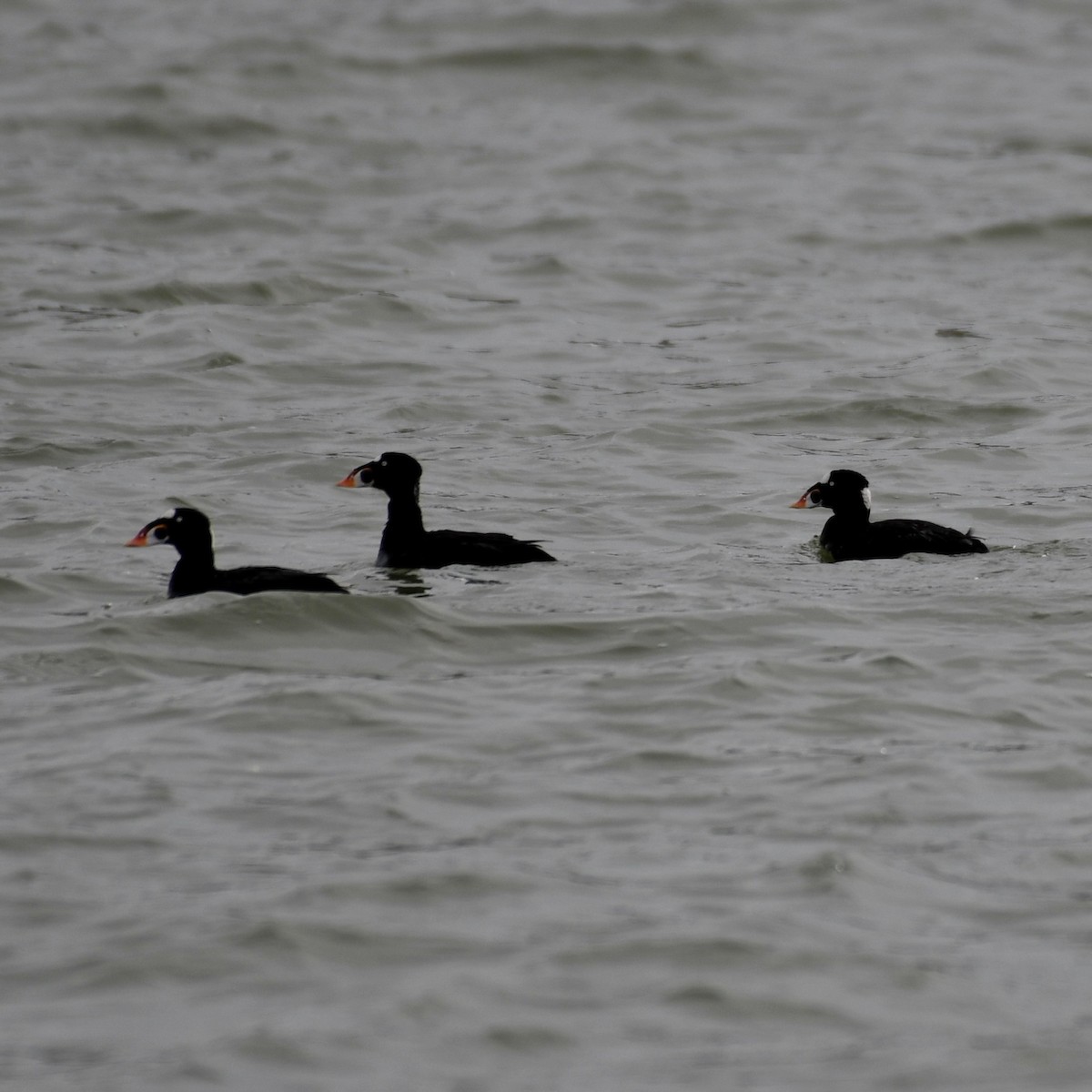 Surf Scoter - Kevin Manley