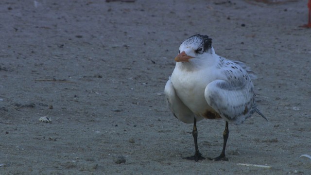 Royal Tern - ML478953