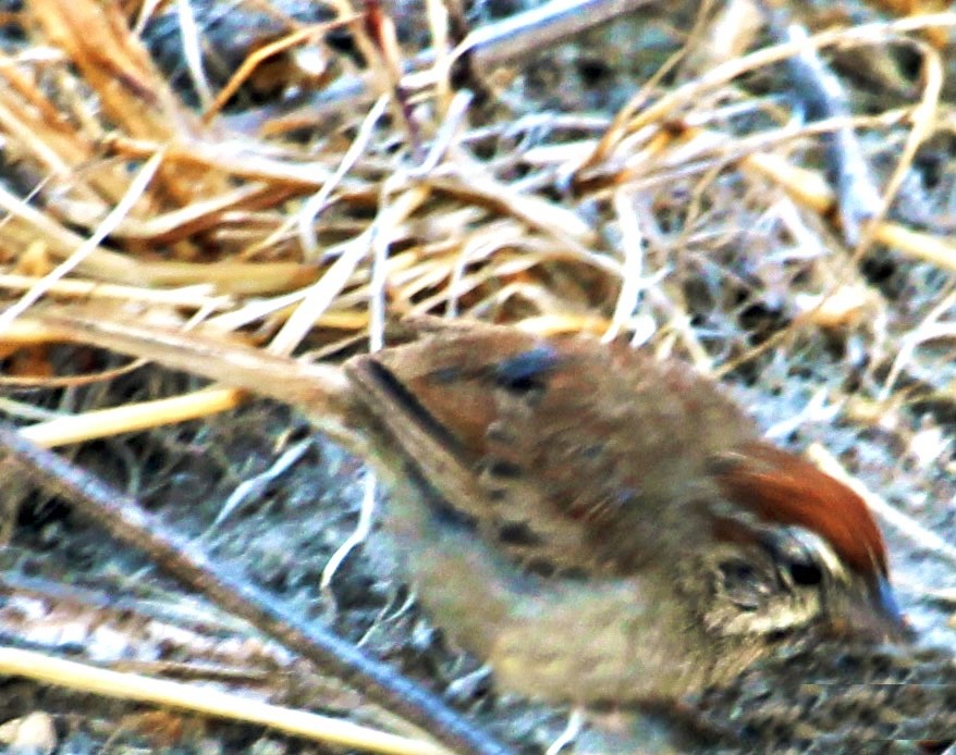 Rufous-crowned Sparrow - ML478953061