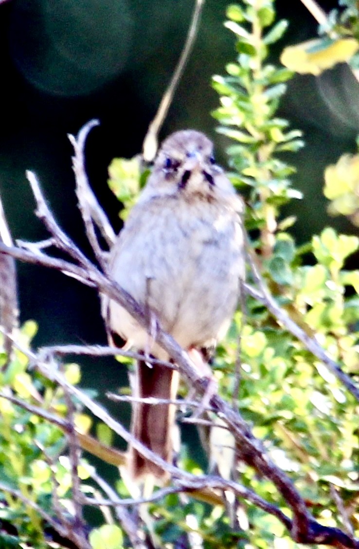 Rufous-crowned Sparrow - ML478953071