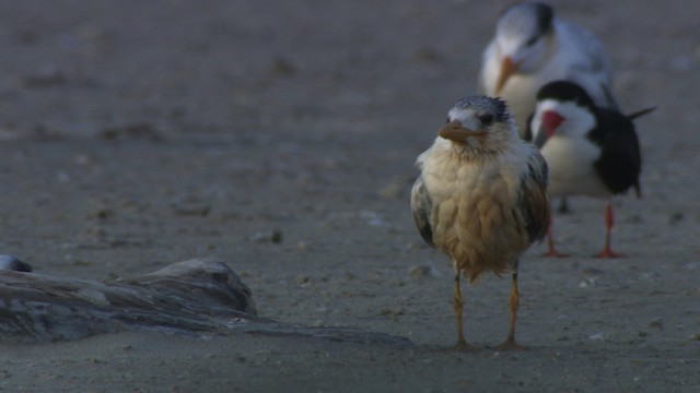 Royal Tern - ML478954