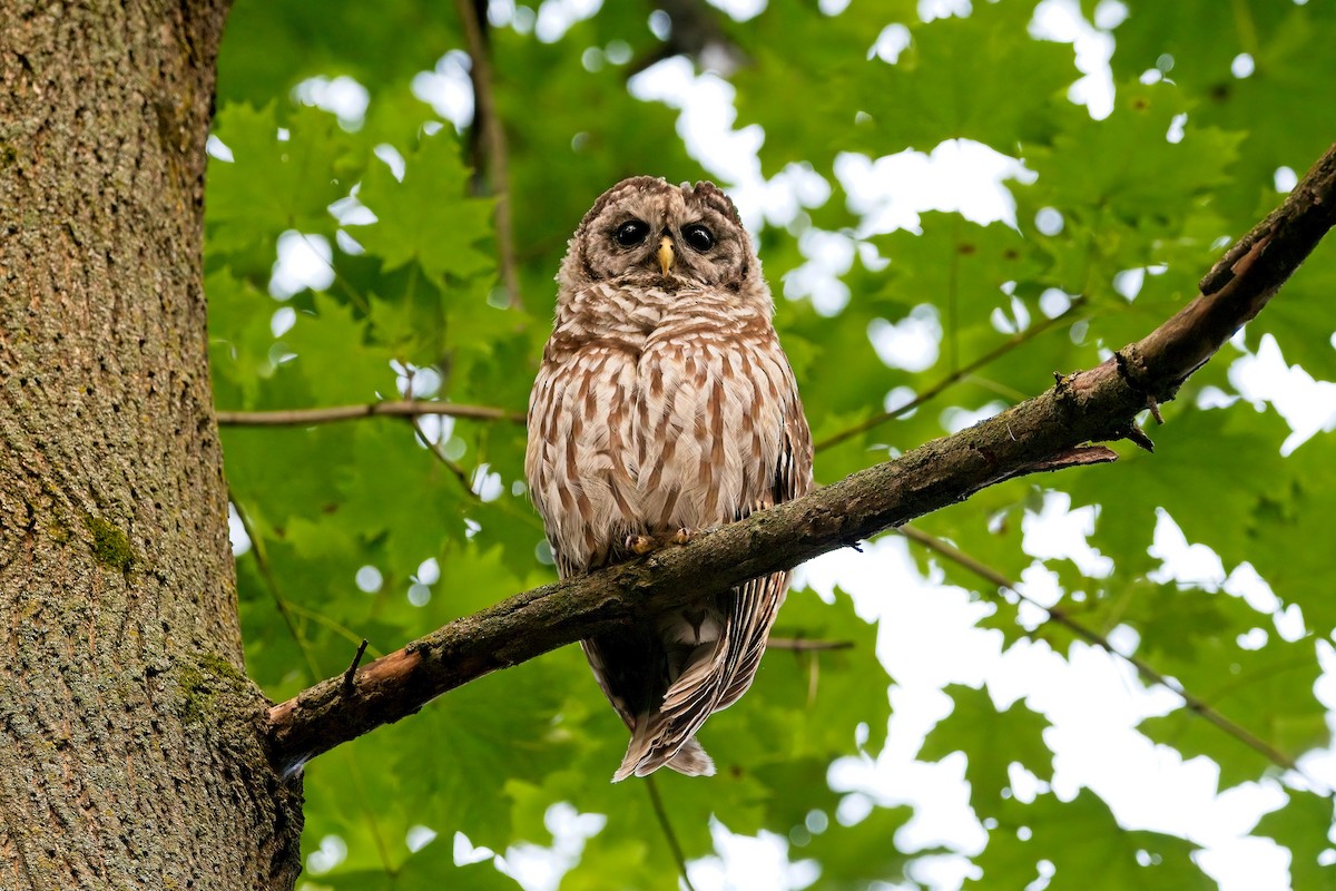 Barred Owl - Dave Bishop