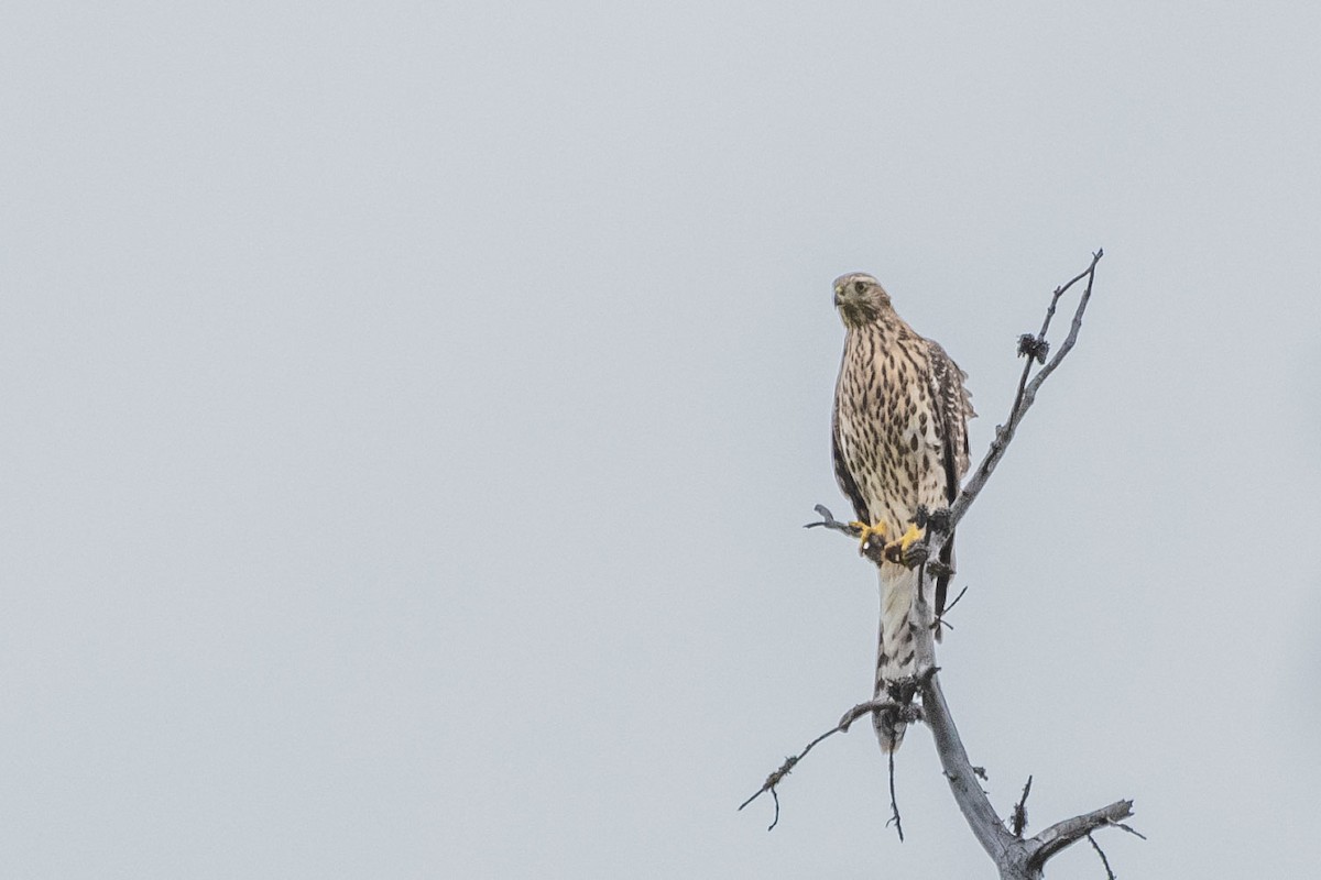 American Goshawk - Anne Spiers