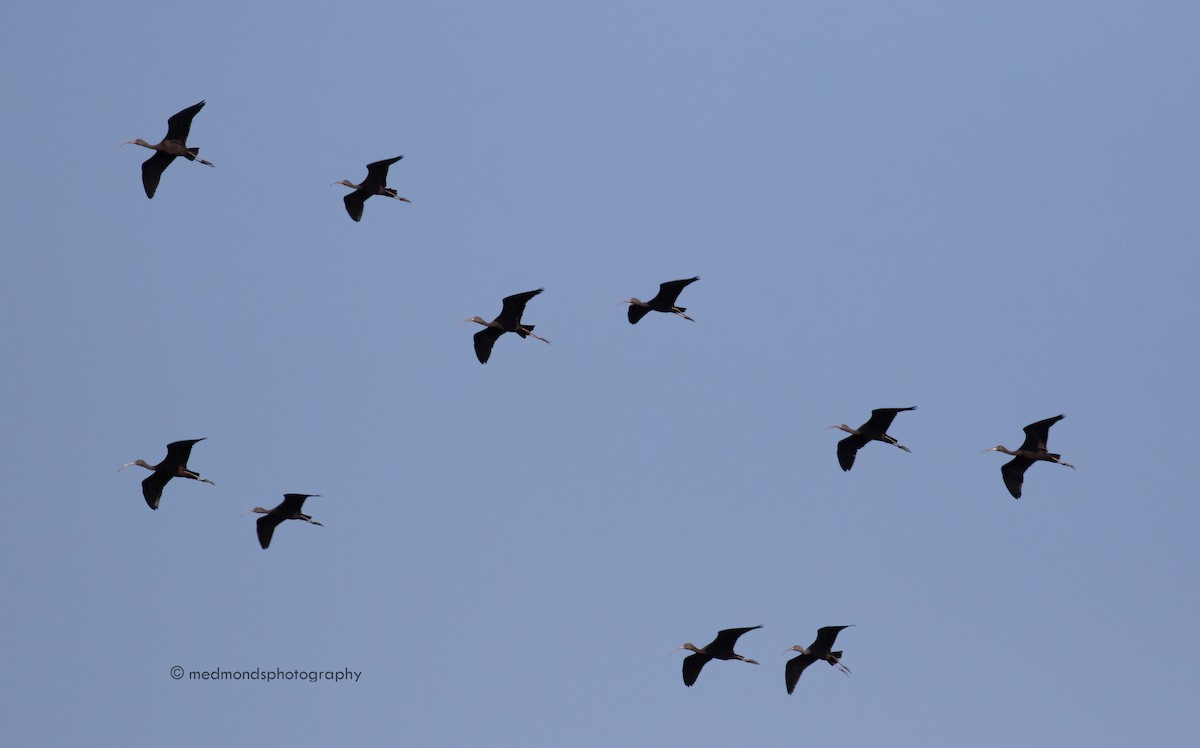 ibis hnědý - ML478958571