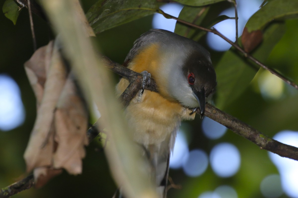 Jamaican Lizard-Cuckoo - ML47895931