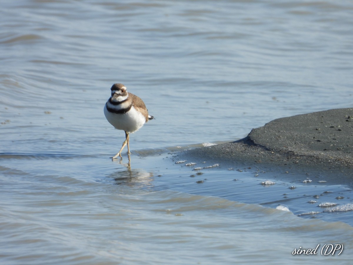Killdeer - ML478959321