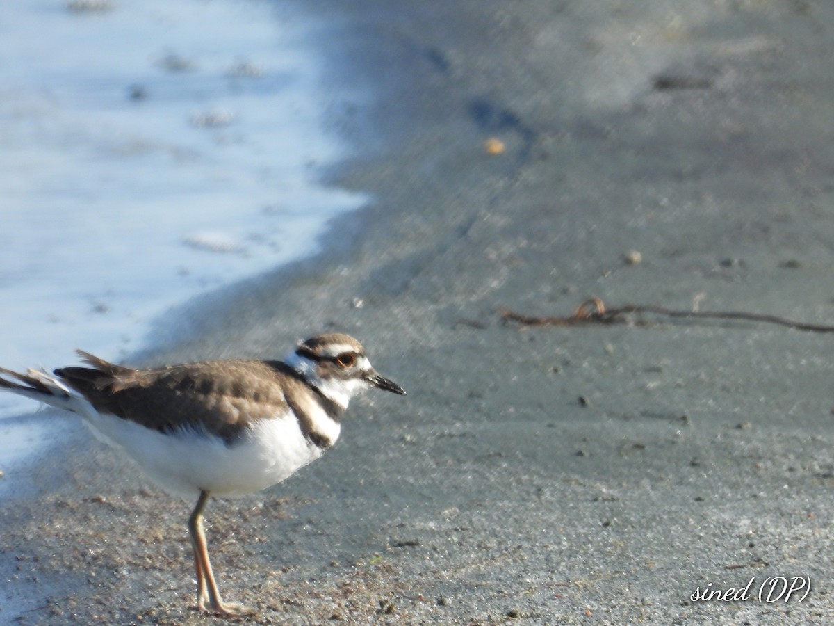 Killdeer - ML478959331