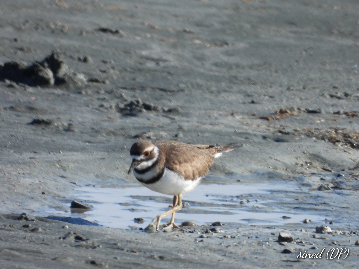 Killdeer - ML478959341
