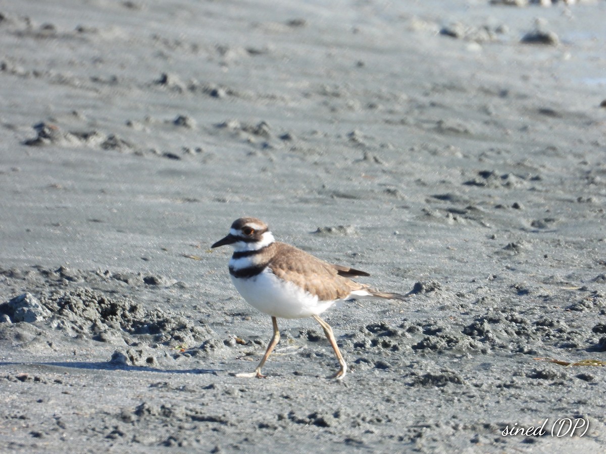 Killdeer - ML478959351