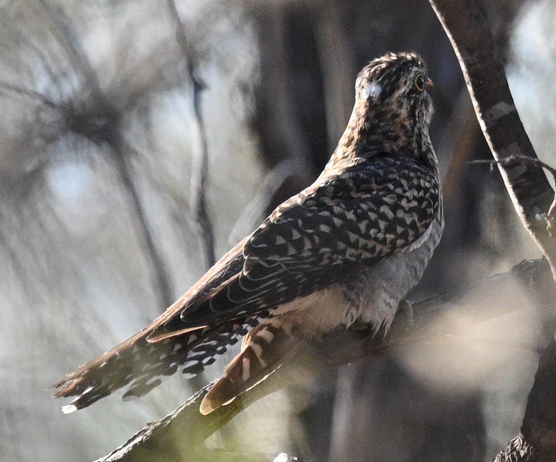 Pallid Cuckoo - ML478960041