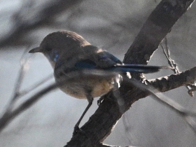 Splendid Fairywren - ML478960081