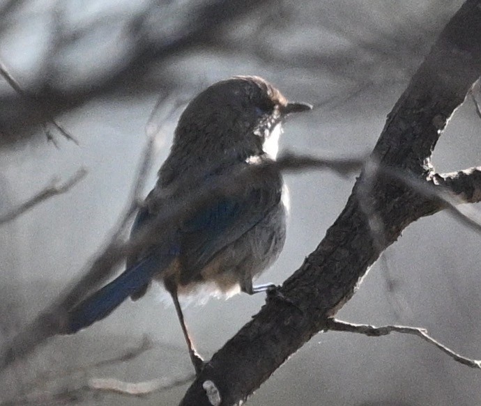 Splendid Fairywren - ML478960091