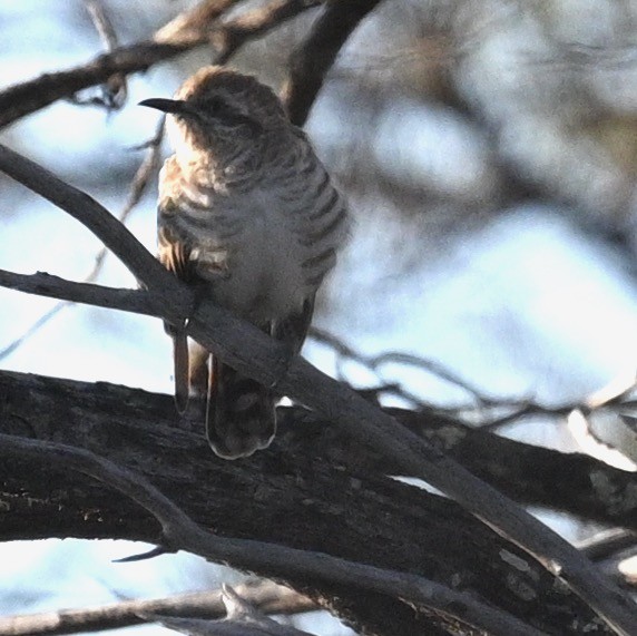 Horsfield's Bronze-Cuckoo - ML478961171