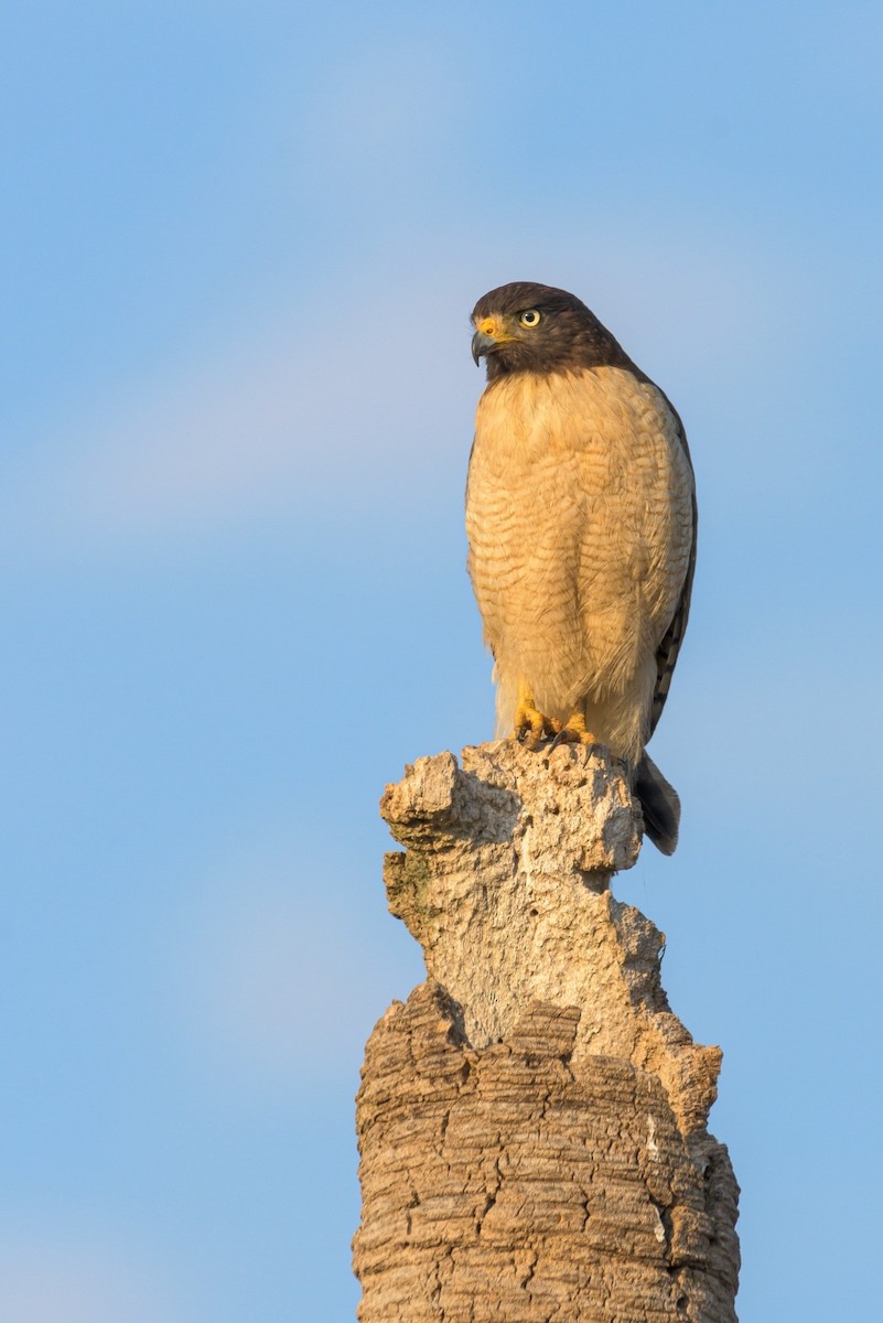 Roadside Hawk - ML478962731