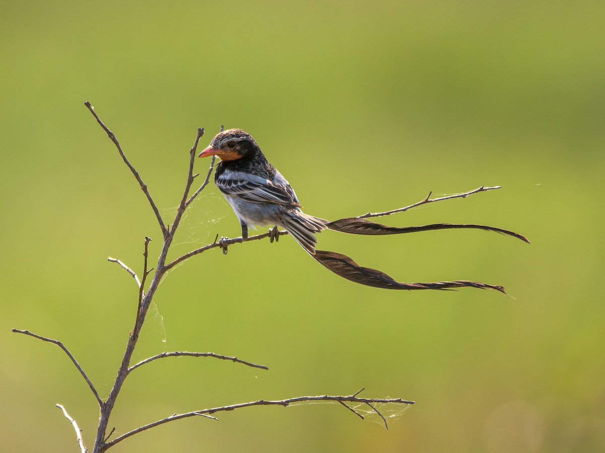 Strange-tailed Tyrant - ML478962951