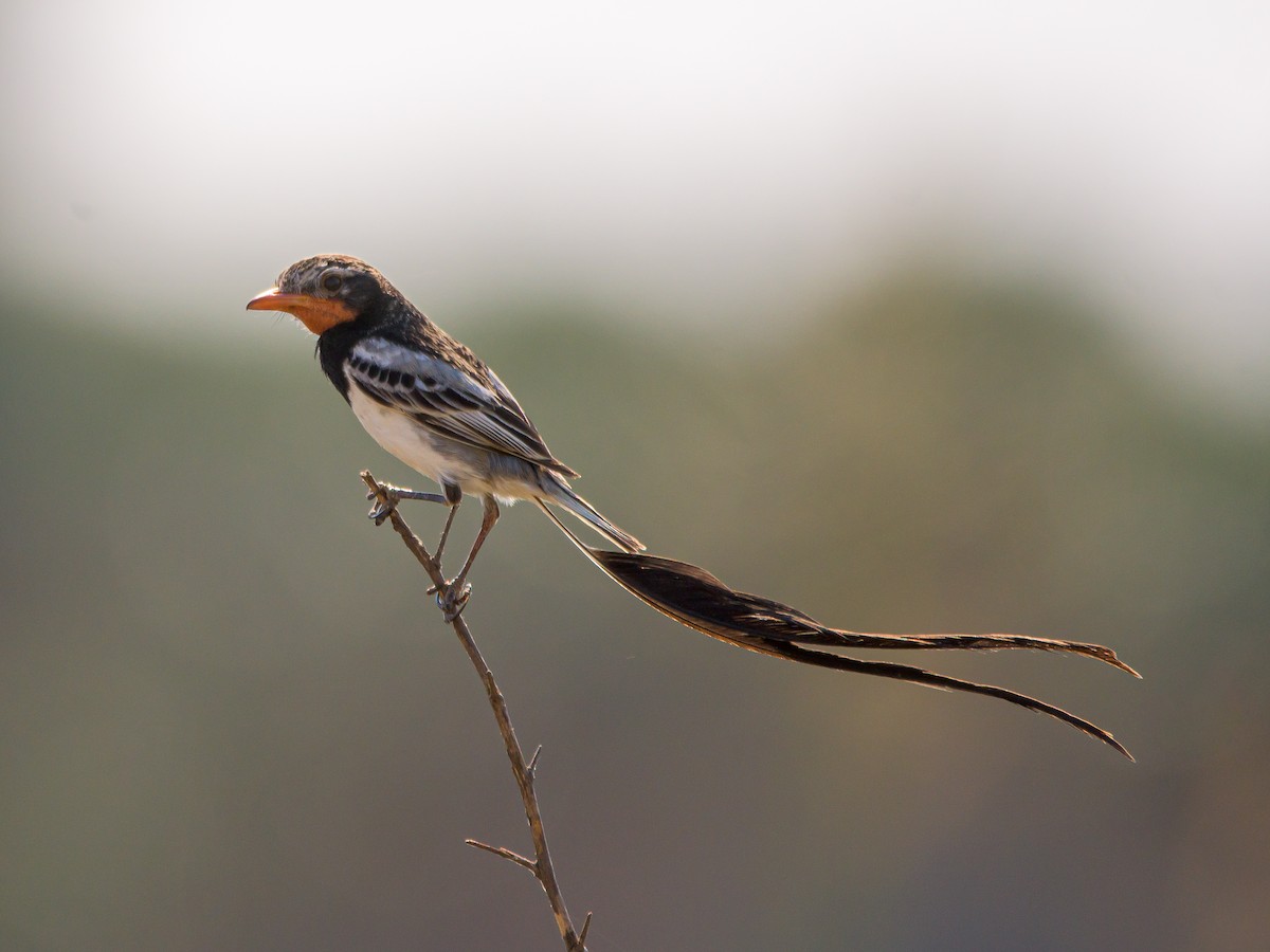 Strange-tailed Tyrant - ML478962961