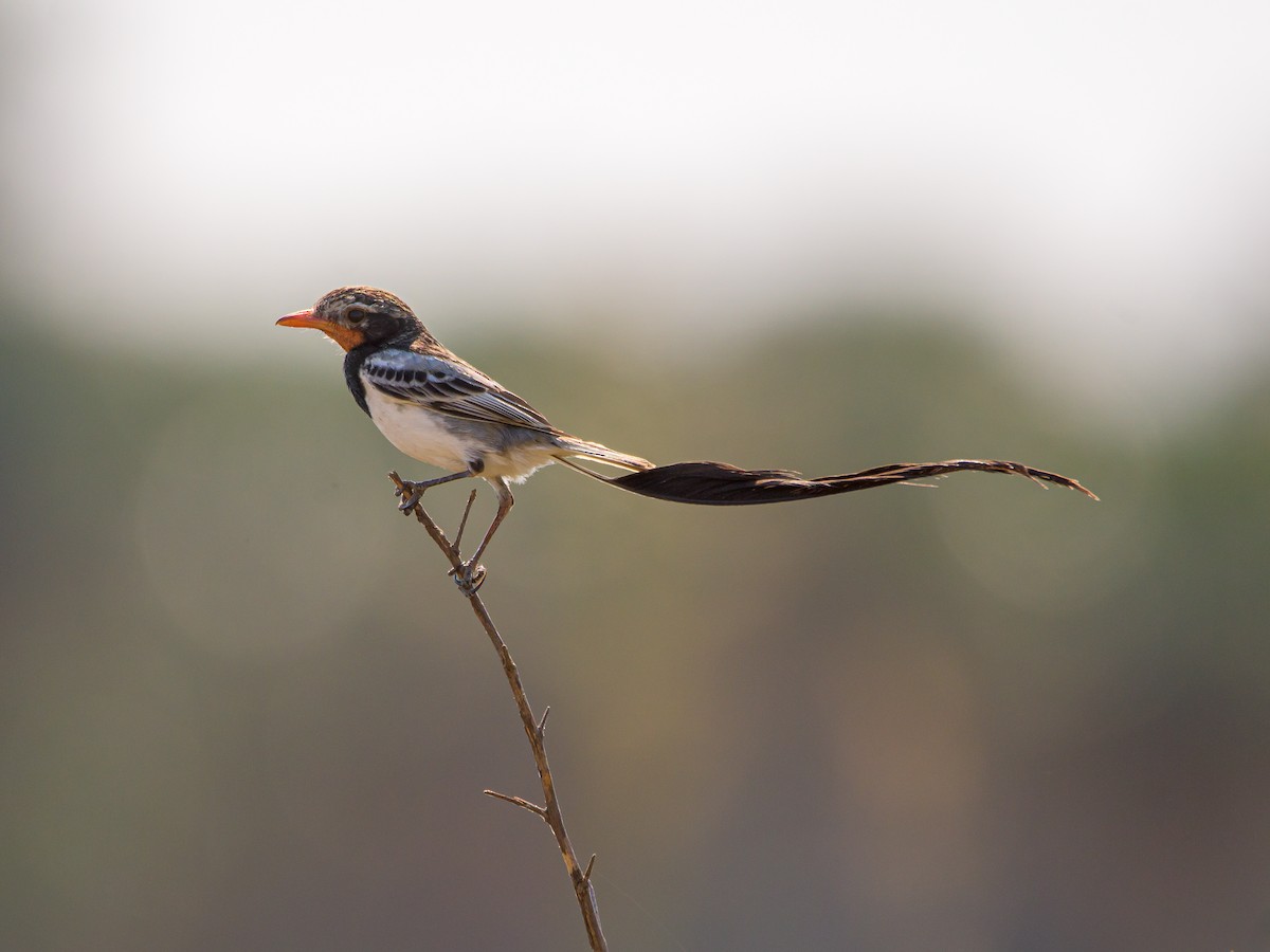 Strange-tailed Tyrant - ML478962971