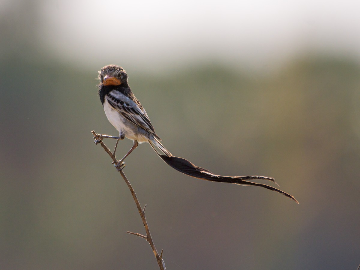 Strange-tailed Tyrant - ML478962981
