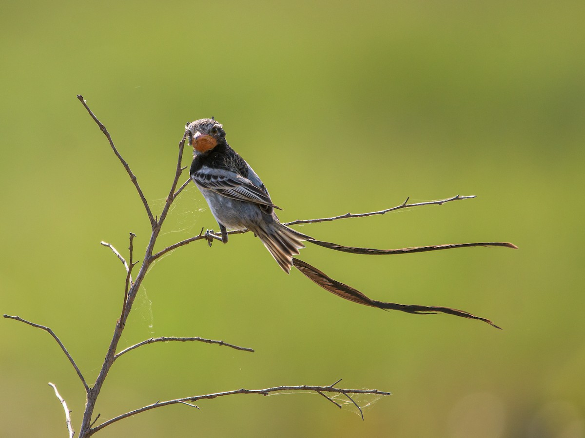 Strange-tailed Tyrant - ML478962991