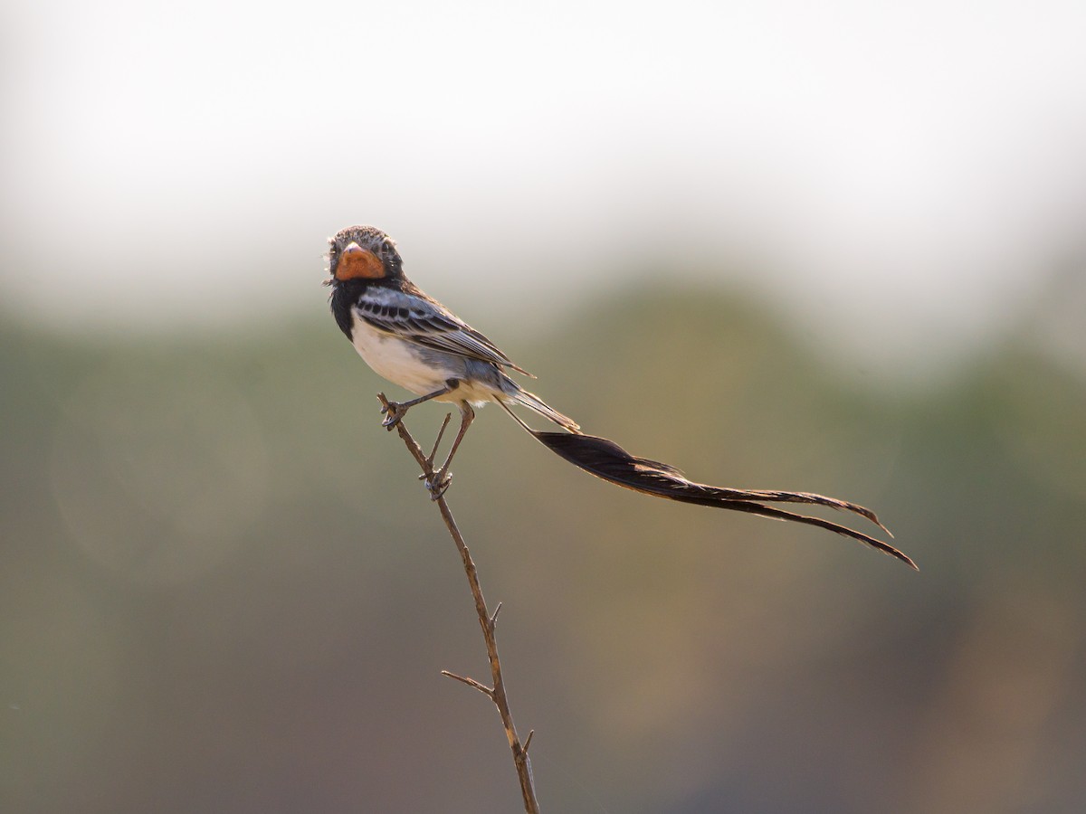 Strange-tailed Tyrant - ML478963001