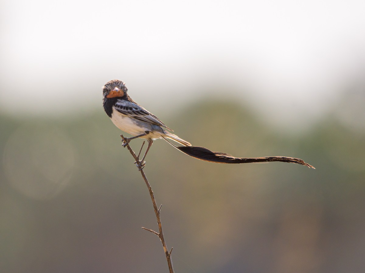 Strange-tailed Tyrant - ML478963011