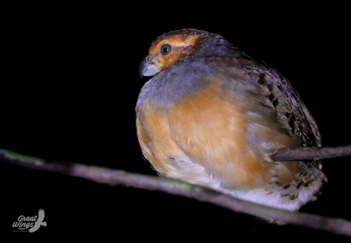 Tawny-faced Quail - Gustavo Rojas