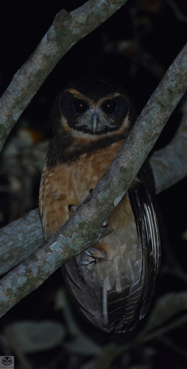 Tawny-browed Owl - ML478963671