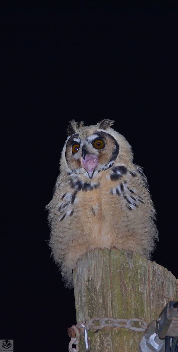 Striped Owl - ML478963821