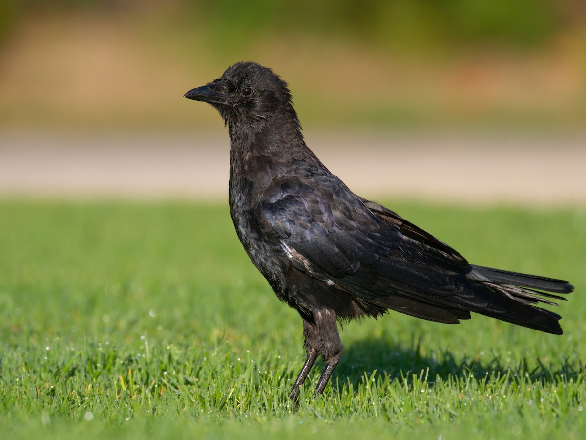 American Crow - ML478964511