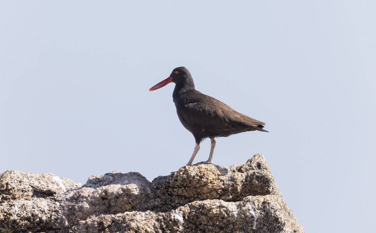 Blackish Oystercatcher - ML478967461