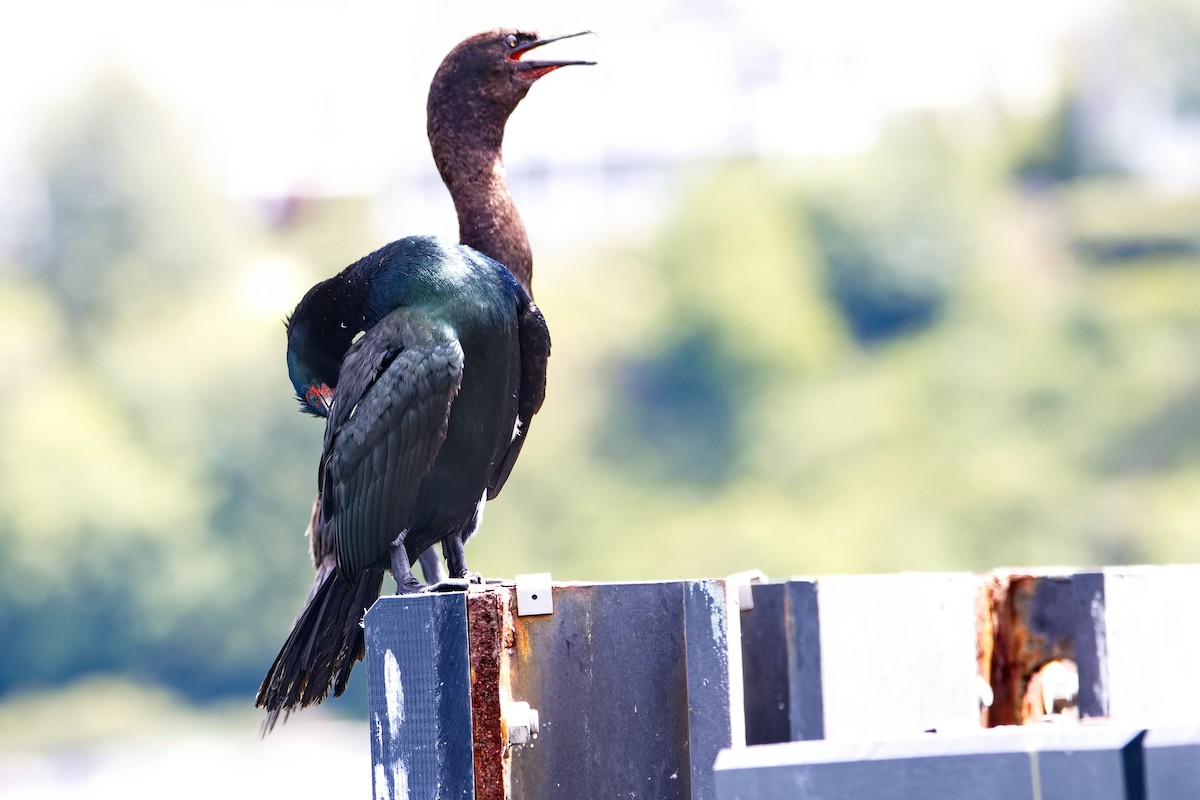 Brandt's Cormorant - ML478968621