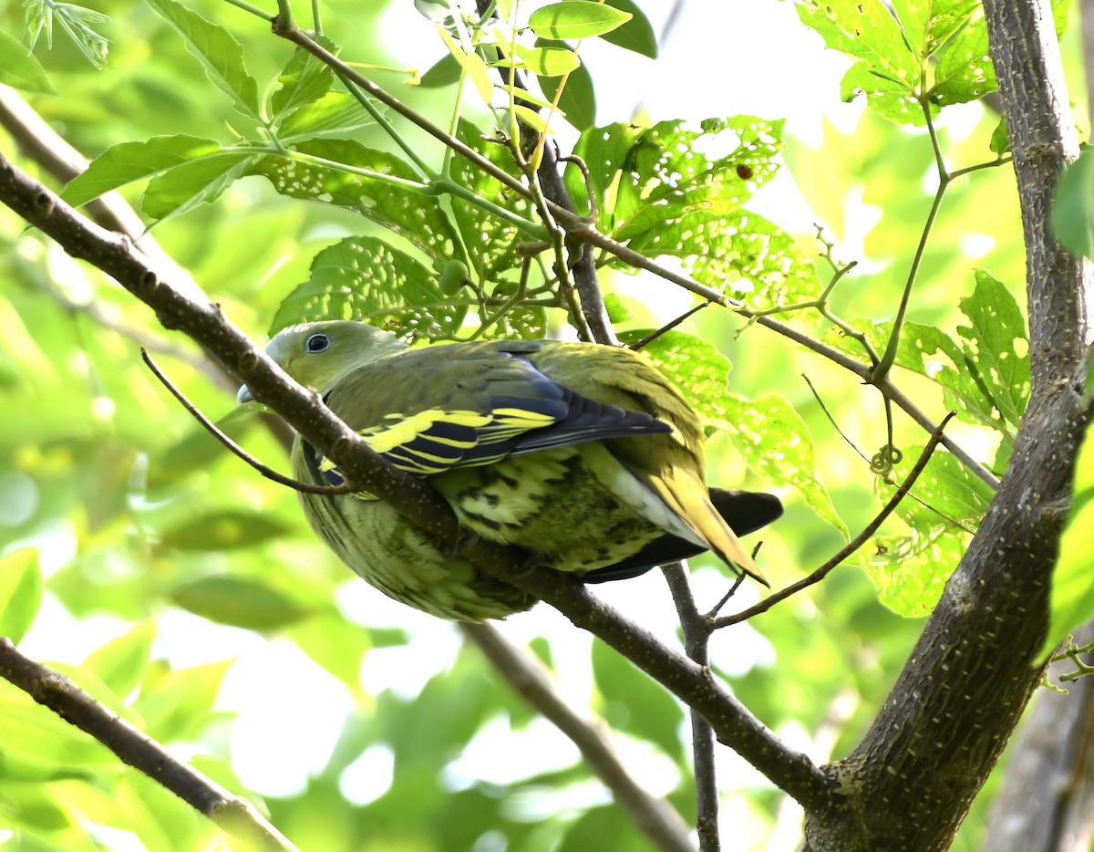 Gray-fronted Green-Pigeon - mathew thekkethala