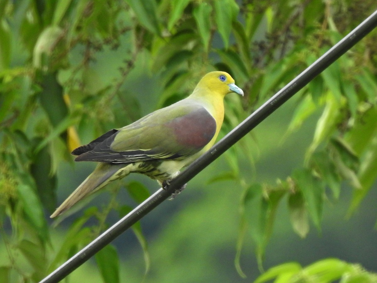 White-bellied Green-Pigeon - 羅 美玉