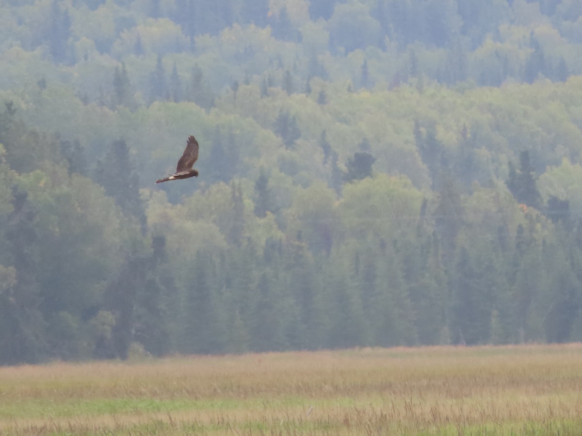 Northern Harrier - Laura Burke