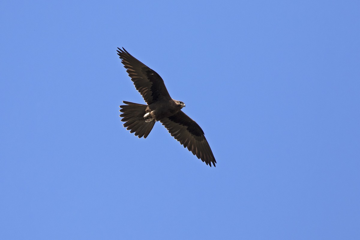 Black Falcon - ML478972481