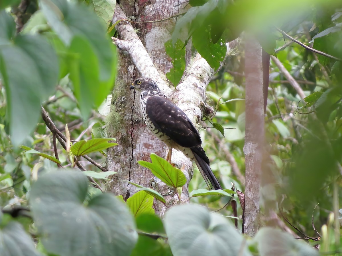 Black-mantled Goshawk - ML478974091