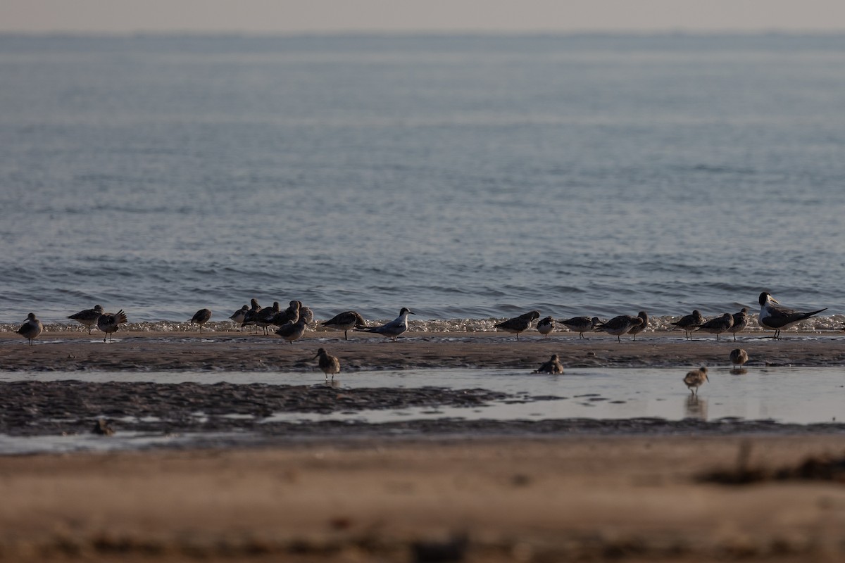 Common Tern - ML478974631