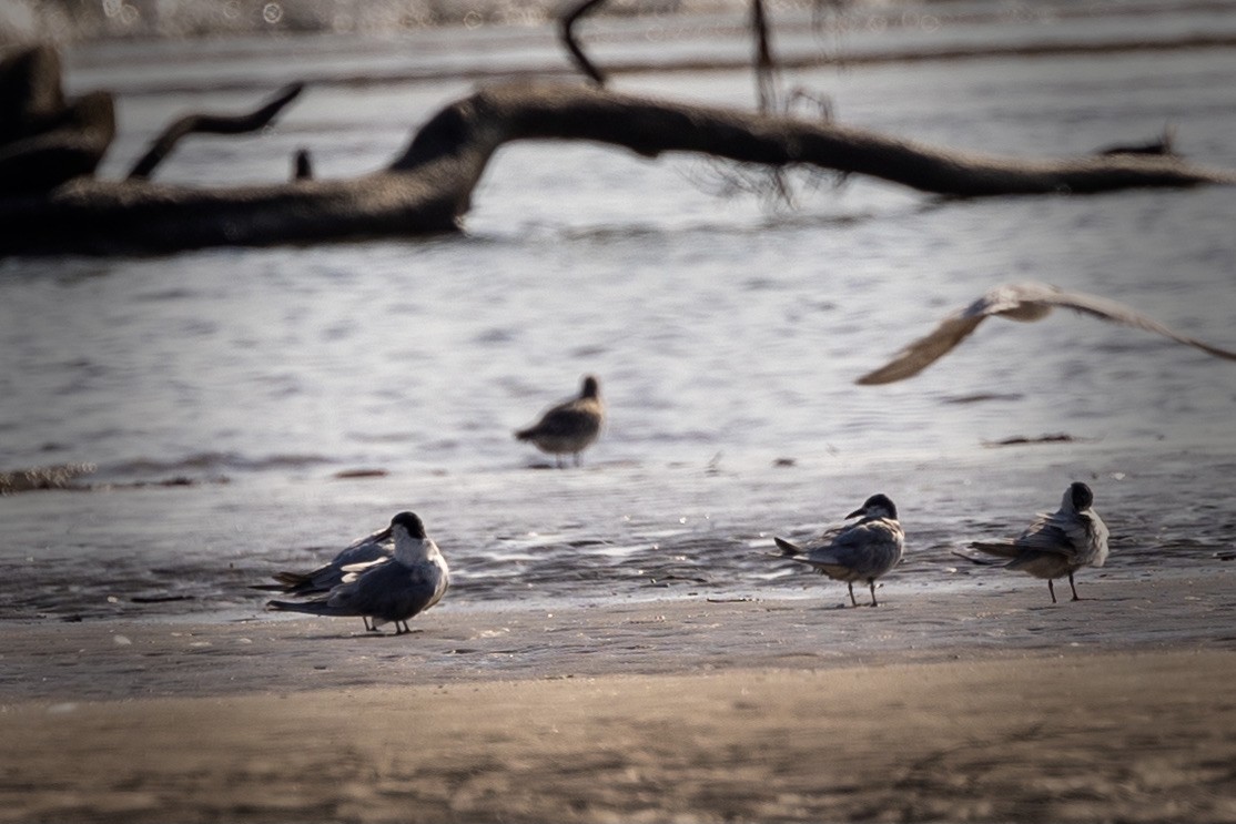 Common Tern - Dana Cameron